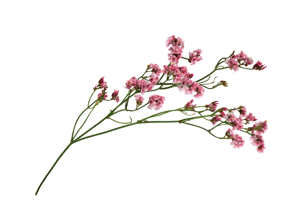 plante rose